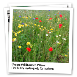 Unsere Wildblumen-Wiese: Eine bunte Nektarquelle für Insekten | Govinda Natur